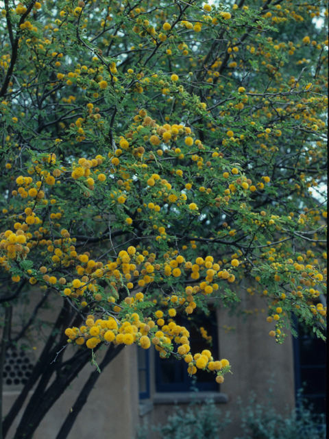 Vachellia farnesiana (Huisache) #21069