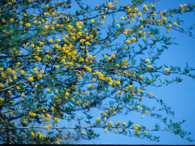 Vachellia farnesiana (Huisache) #21074