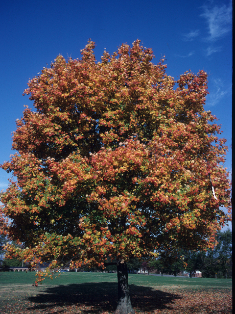 Acer saccharum (Sugar maple) #21107