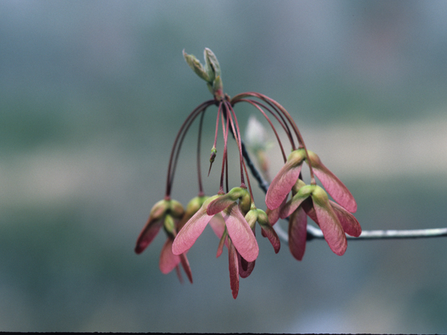 Acer rubrum var. drummondii (Drummond's maple) #21131