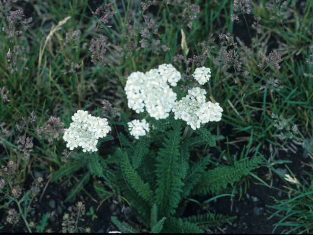 Achillea millefolium (Common yarrow) #21140