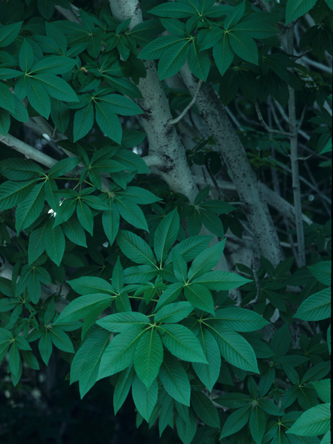 Aesculus californica (California buckeye) #21162