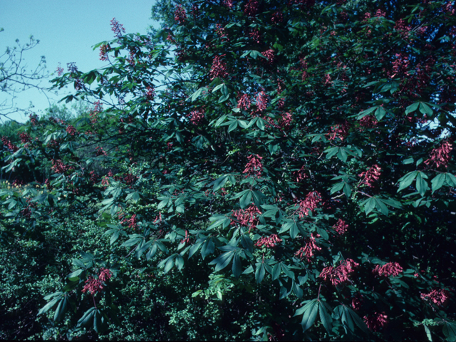 Aesculus pavia (Red buckeye) #21167