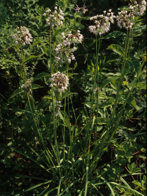 Allium cernuum (Nodding onion) #21198