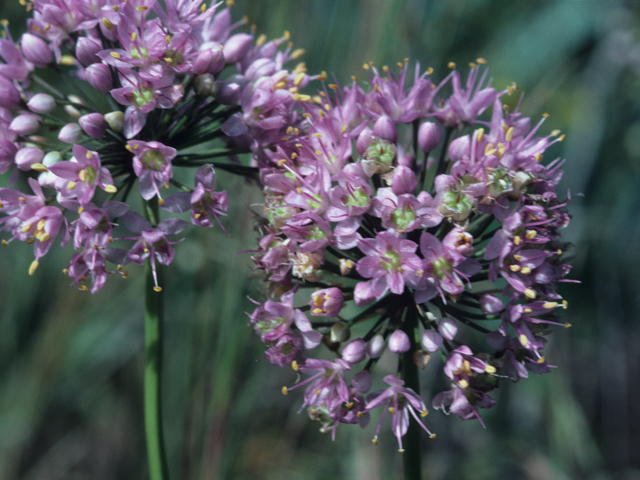 Allium stellatum (Autumn onion) #21209