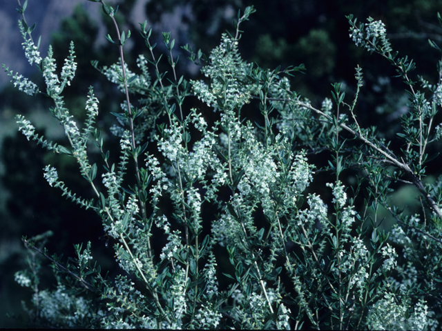 Aloysia wrightii (Wright's beebrush) #21218