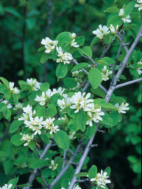 Amelanchier utahensis (Utah serviceberry) #21225