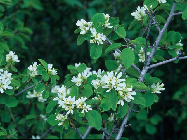 Amelanchier utahensis (Utah serviceberry) #21226