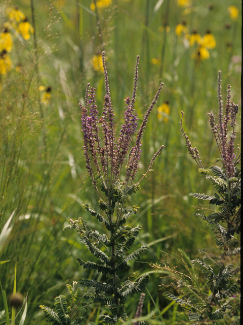 Amorpha canescens (Leadplant) #21239