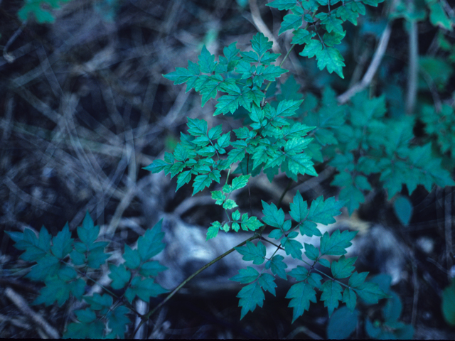 Nekemias arborea (Peppervine) #21246