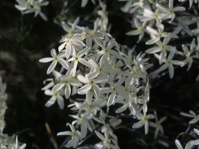 Amsonia longiflora (Tubular bluestar) #21259