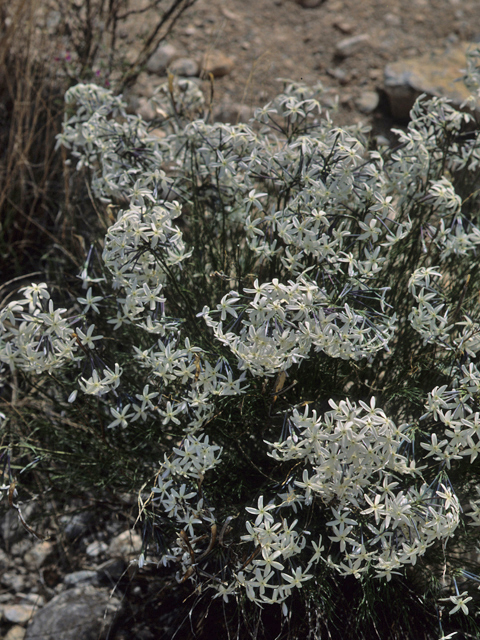 Amsonia longiflora (Tubular bluestar) #21260