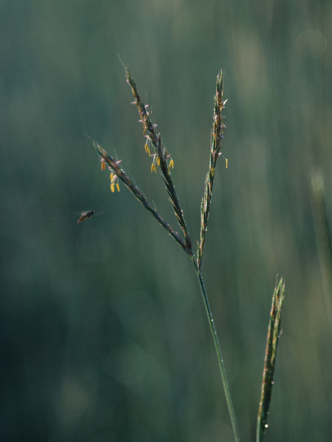 Andropogon gerardii (Big bluestem) #21270