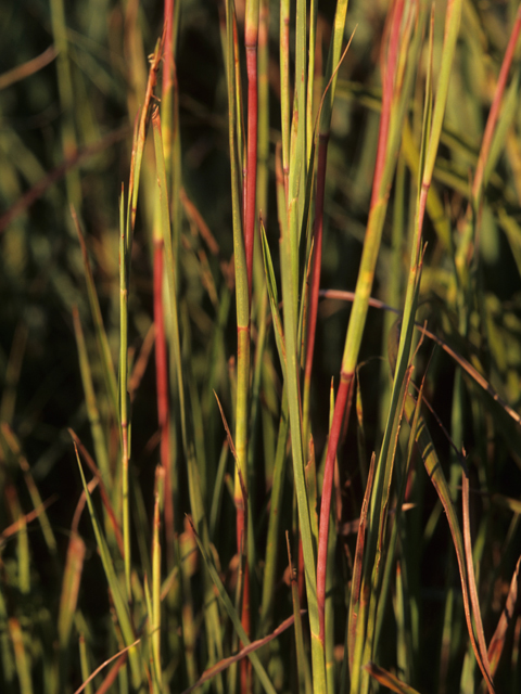 Andropogon gerardii (Big bluestem) #21271