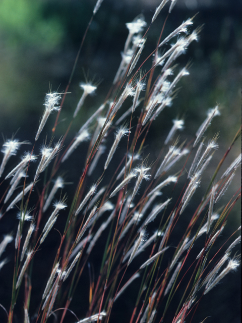 Andropogon ternarius (Splitbeard bluestem) #21280