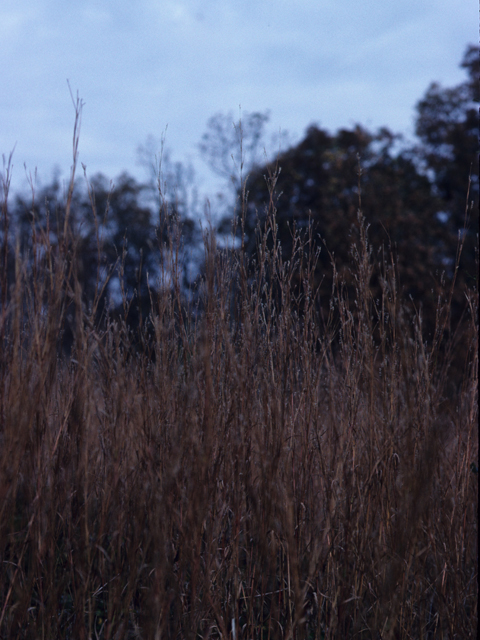 Andropogon virginicus (Broomsedge) #21281