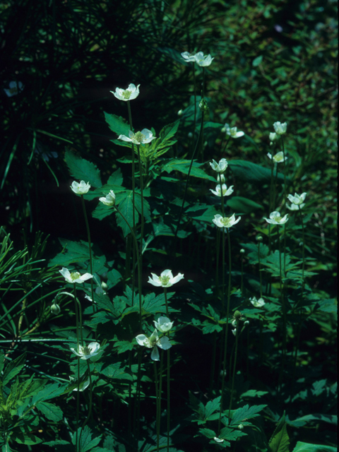 Anemone virginiana (Tall thimbleweed) #21291