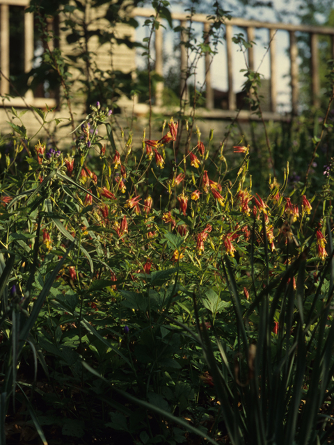 Aquilegia canadensis (Eastern red columbine) #21316