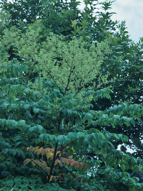 Aralia spinosa (Devil's walking stick) #21342