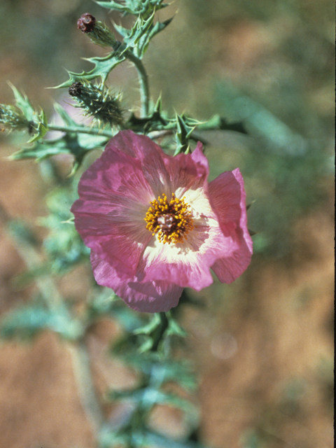 Argemone sanguinea (Red pricklypoppy) #21376