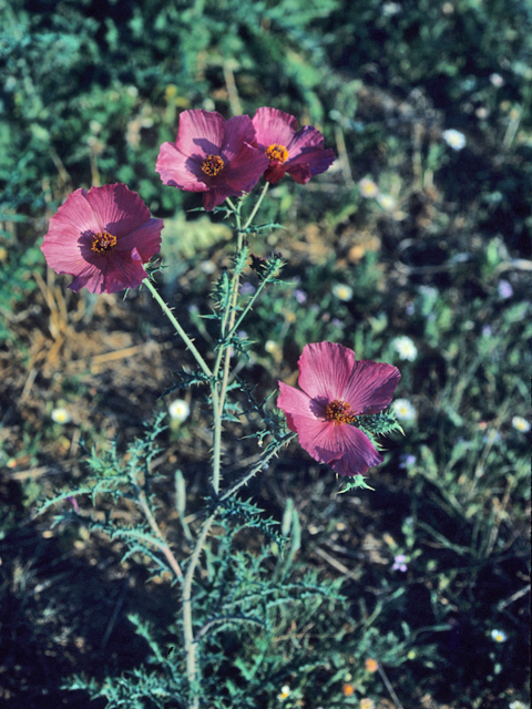 Argemone sanguinea (Red pricklypoppy) #21377