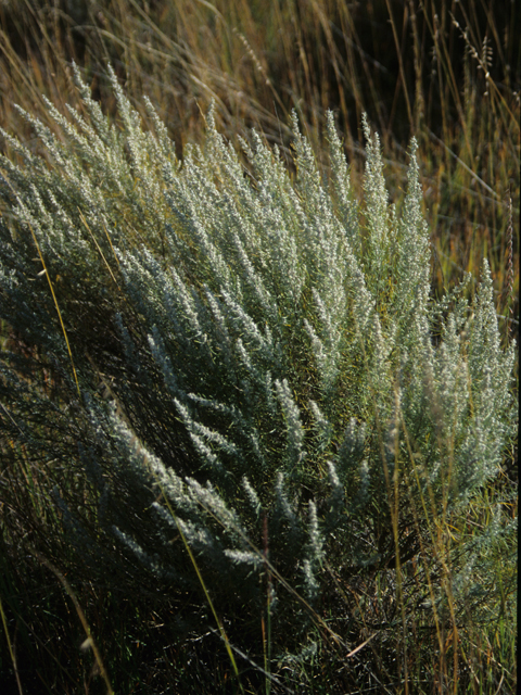 Artemisia filifolia (Sand sagebrush) #21395