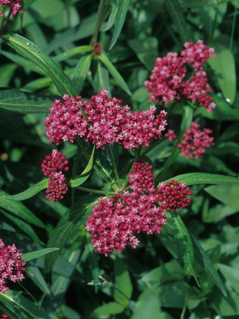 Asclepias incarnata ssp. pulchra (Swamp milkweed) #21420