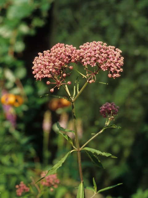 Asclepias incarnata (Swamp milkweed) #21423