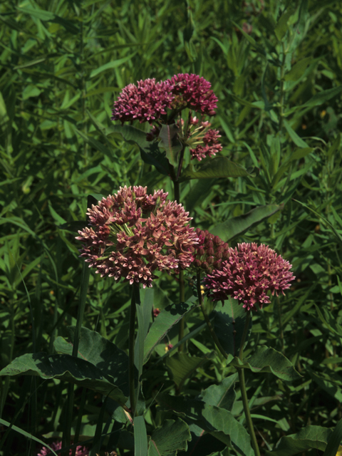 Asclepias purpurascens (Purple milkweed) #21430