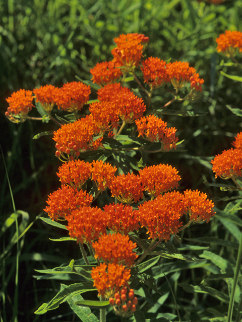 Asclepias tuberosa (Butterflyweed) #21452