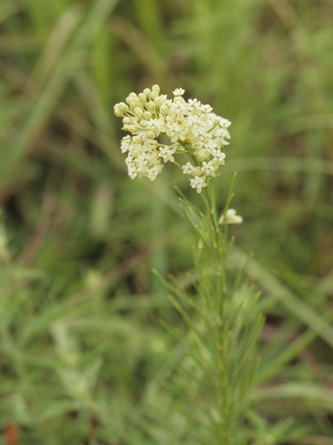 Asclepias verticillata (Whorled milkweed) #21453