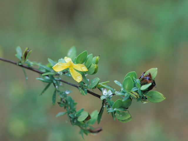 Hypericum hypericoides ssp. hypericoides (St. andrew's-cross) #21456