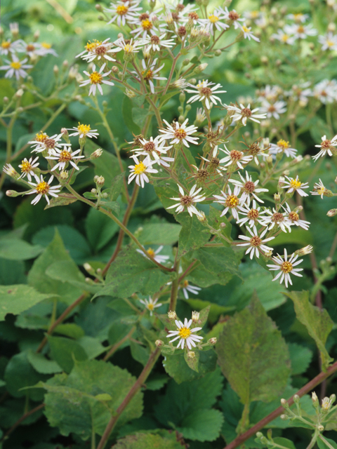 Eurybia macrophylla (Bigleaf aster) #21470