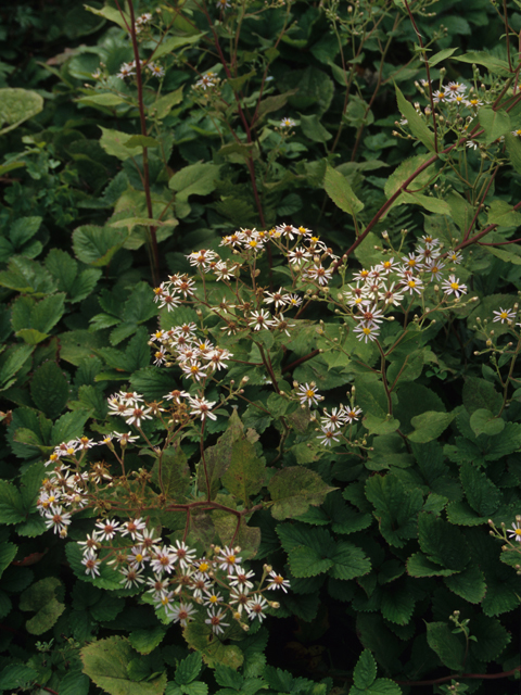 Eurybia macrophylla (Bigleaf aster) #21471