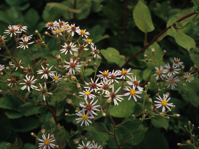 Eurybia macrophylla (Bigleaf aster) #21472