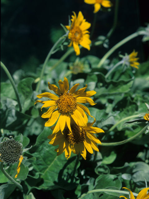 Balsamorhiza sagittata (Arrowleaf balsamroot) #21530