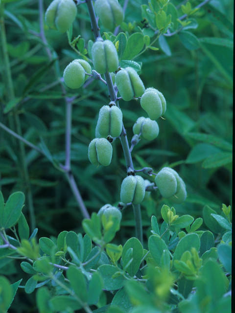 Baptisia alba (White wild indigo) #21533