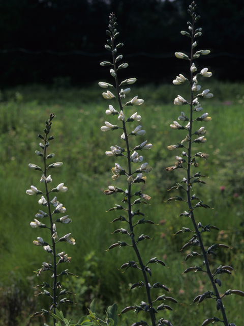 Baptisia alba (White wild indigo) #21535