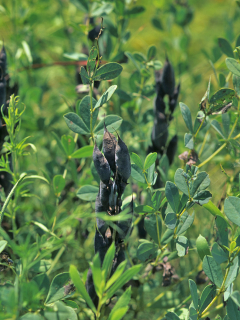 Baptisia australis (Blue wild indigo) #21541