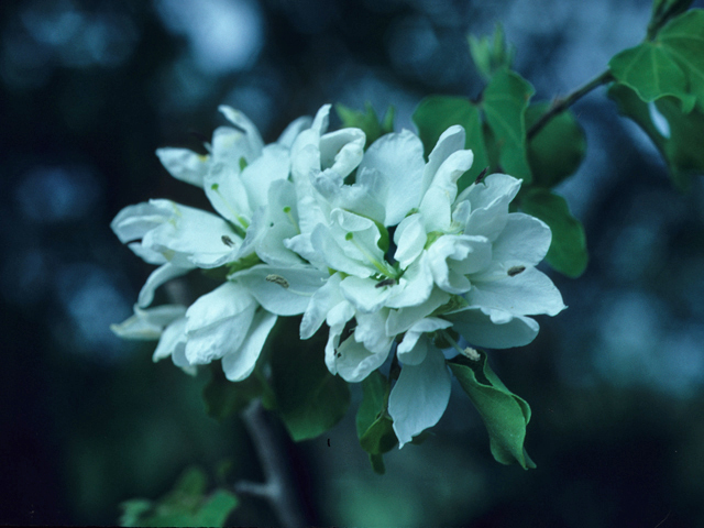 Bauhinia lunarioides (Anacacho orchid tree) #21546