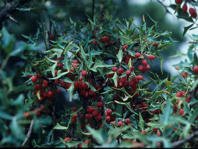 Mahonia trifoliolata (Agarita) #21559