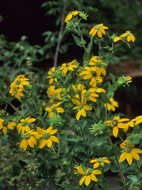 Berlandiera betonicifolia (Texas greeneyes) #21564