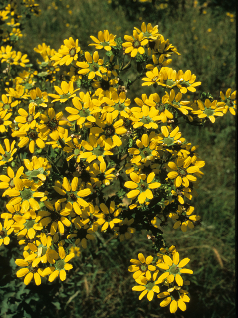 Berlandiera betonicifolia (Texas greeneyes) #21566