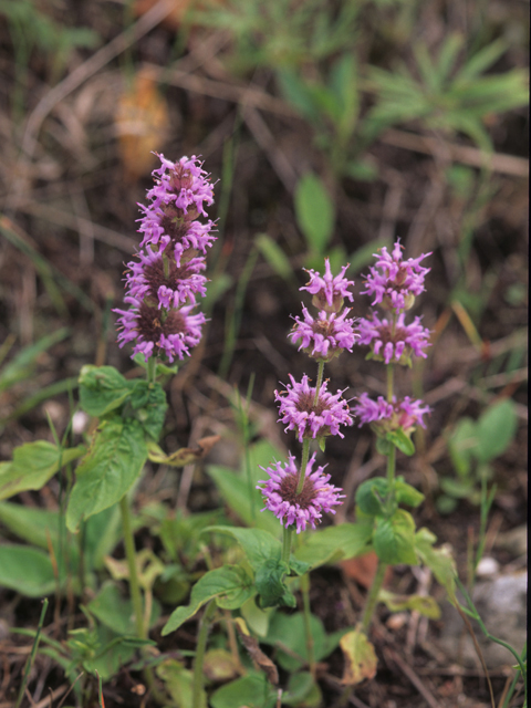 Blephilia ciliata (Downy pagoda-plant) #21577