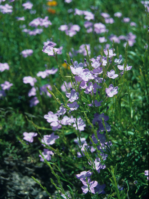 Bouchea linifolia (Groovestem bouchea) #21585