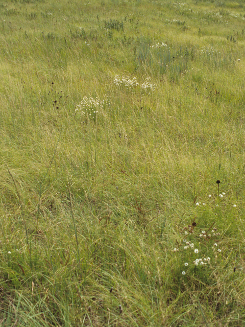 Bouteloua dactyloides (Buffalograss) #21627