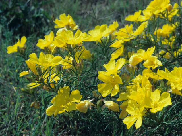 Calylophus hartwegii (Hartweg's sundrops) #21703