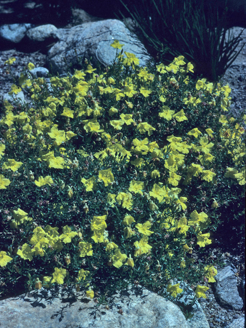 Calylophus hartwegii (Hartweg's sundrops) #21704