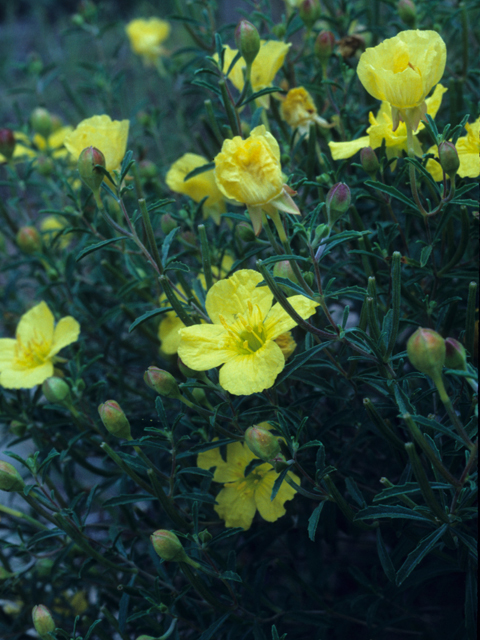 Calylophus hartwegii (Hartweg's sundrops) #21706