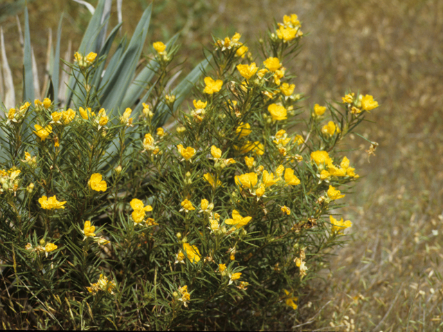 Calylophus hartwegii (Hartweg's sundrops) #21707